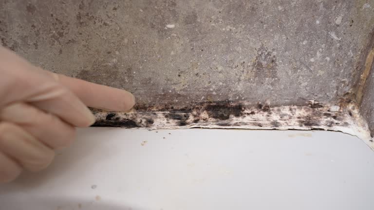 Best Environmental Consulting for Mold Prevention  in Addison, WV